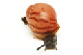 Archachatina marginata grevillei Cameroon striped juvenil